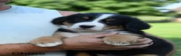 Bernese Mountain Dog dogs for sale: Chloe  - Ad 4