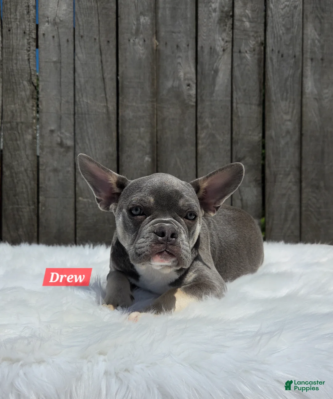 Frenchton dogs for sale: Drew - Ad 2