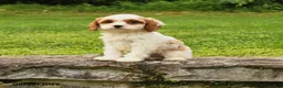 Cavapoo dogs for sale: Smores - Ad 1