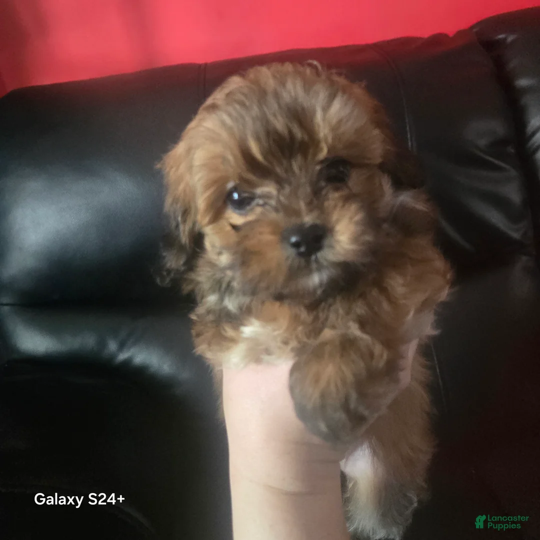 Havanese dogs for sale: Havanese Puppy 2 - Ad 1