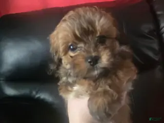 Havanese dogs Havanese Puppy 2 - Ad 3