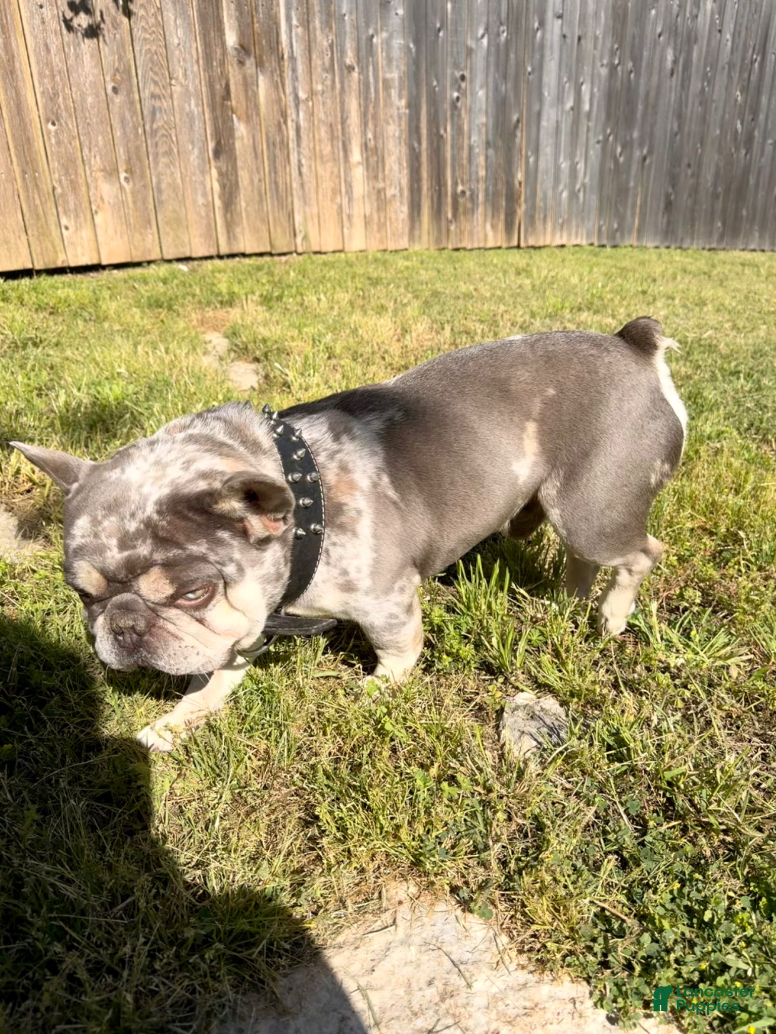 French Bulldog dogs Teddy | King Bleu  - Ad 1