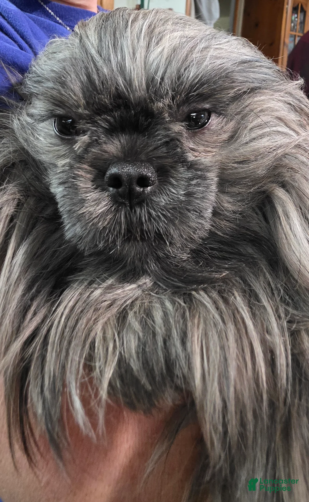 Malshi dogs for sale: Brindle - Ad 7