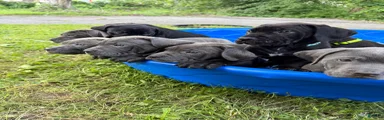 Cane Corso 11