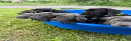 Cane Corso dogs for sale: Cane Corso 11 - Ad 1