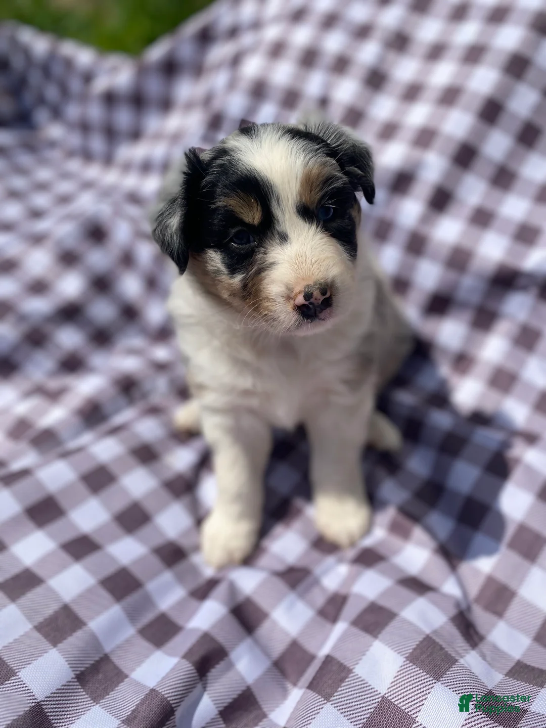 Australian Shepherd dogs for sale: Fern - Ad 1