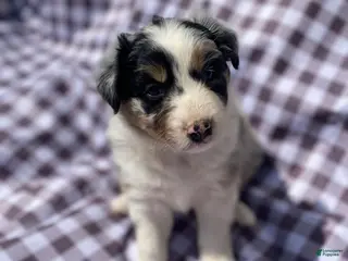 Australian Shepherd dogs Fern - Ad 1