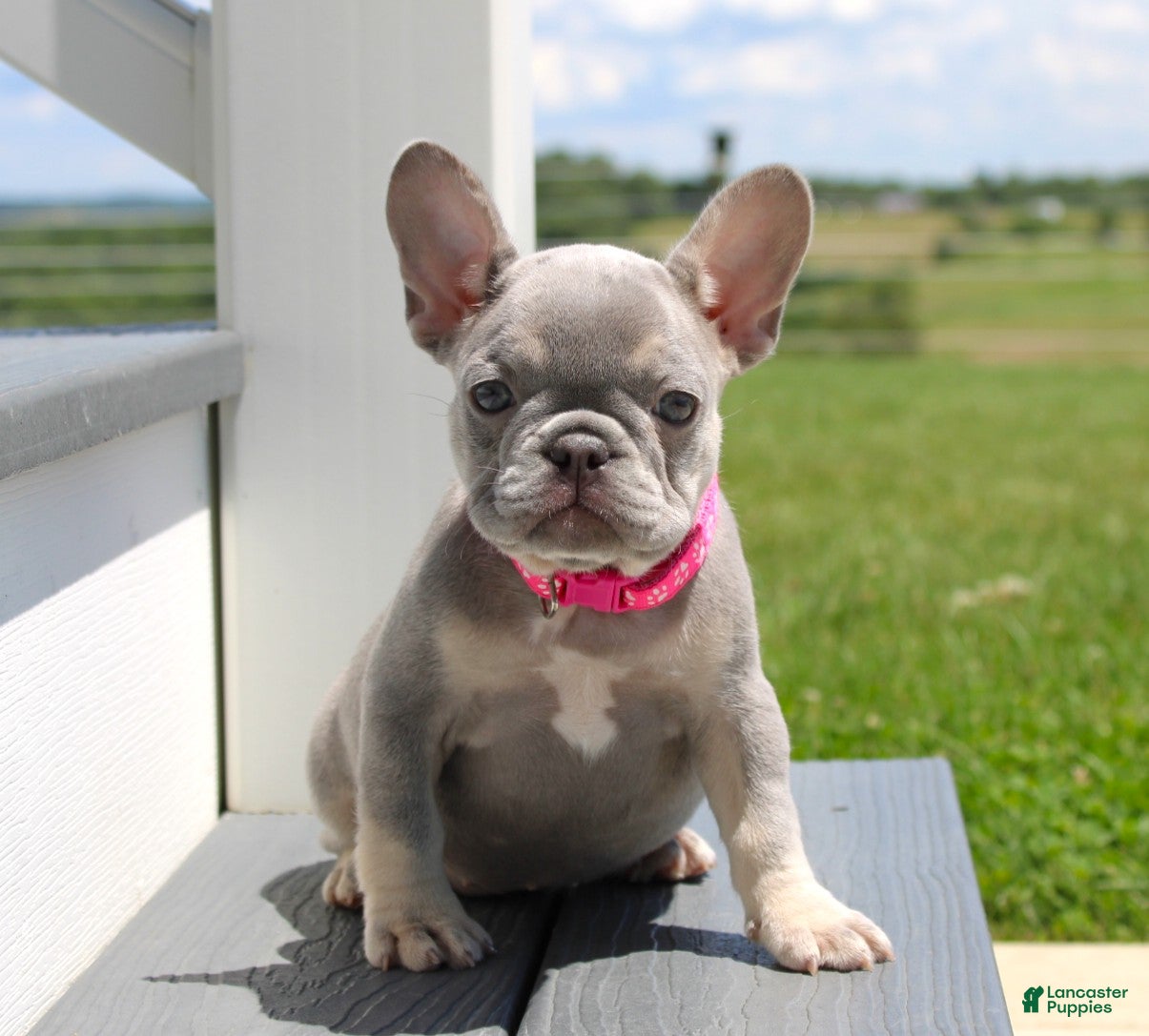 French Bulldog dogs Lilly - Ad 2