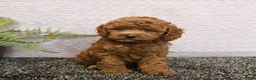 Cockapoo dogs for sale: Reggie - Ad 3