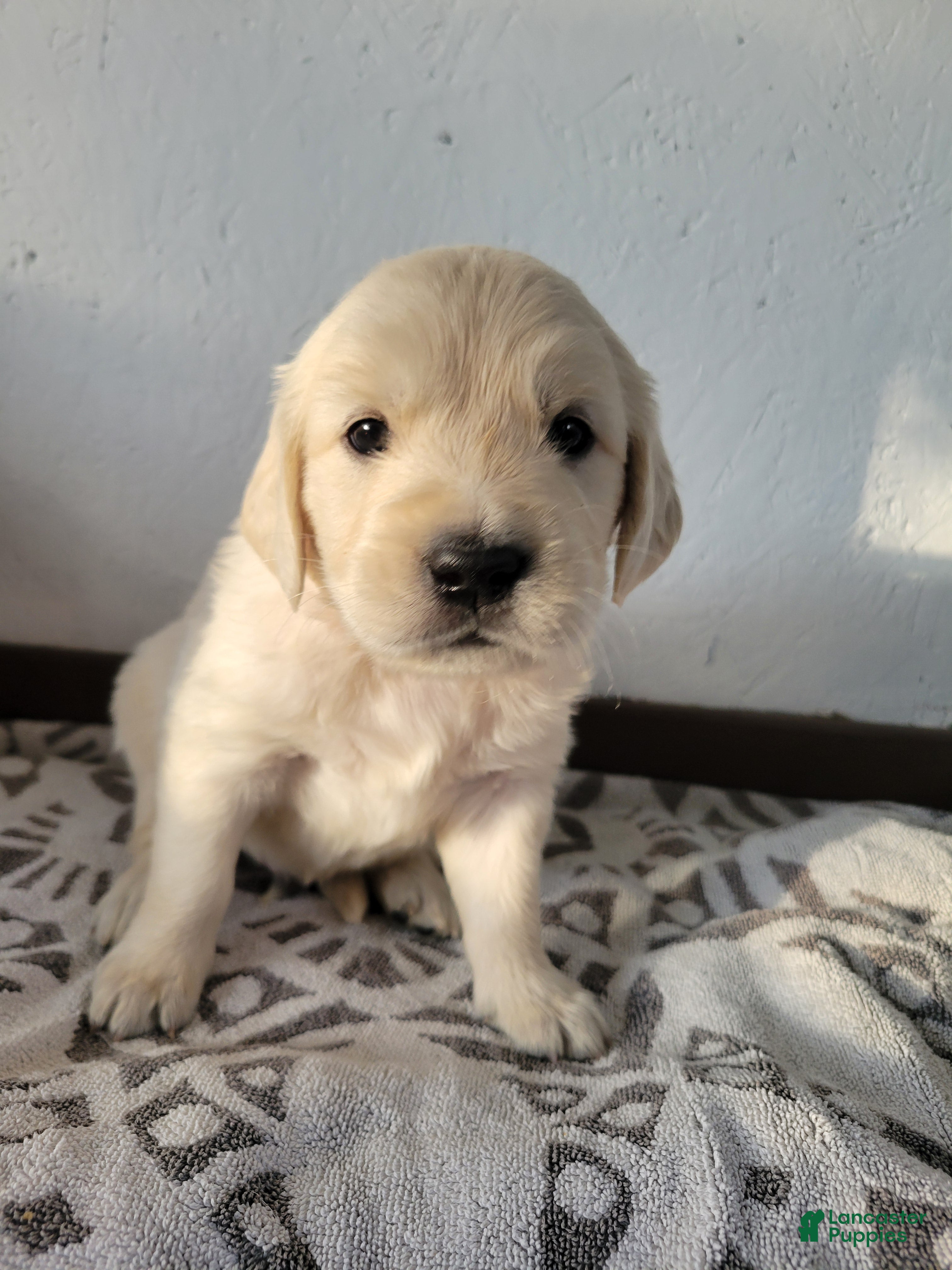 Golden Retriever dogs Pops  - Ad 1