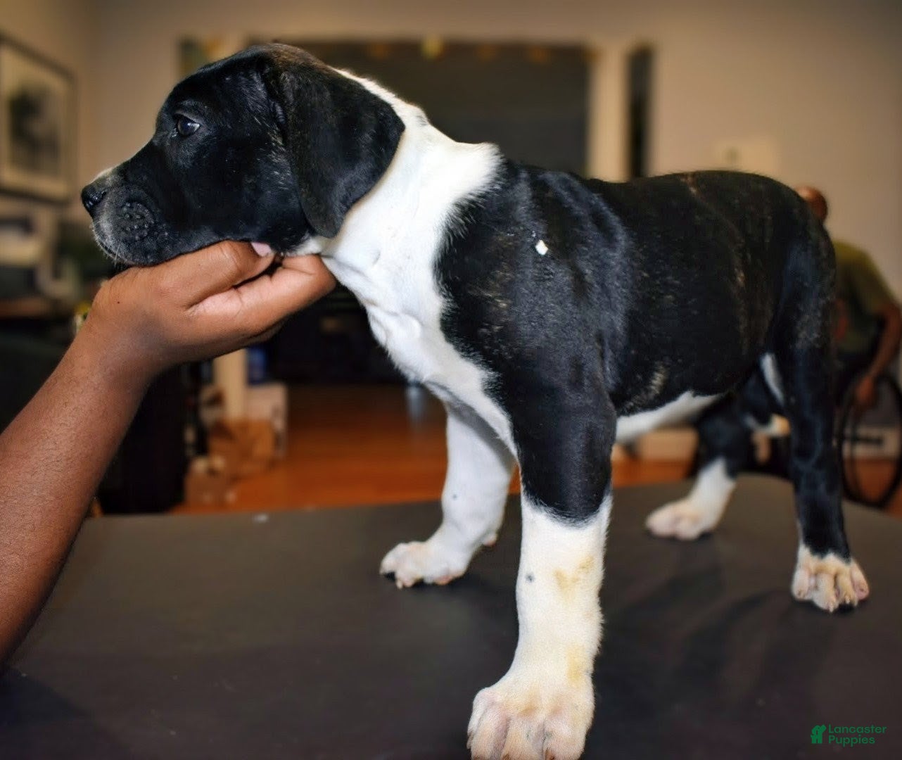 Presa Canario dogs Ms Sky - Ad 2