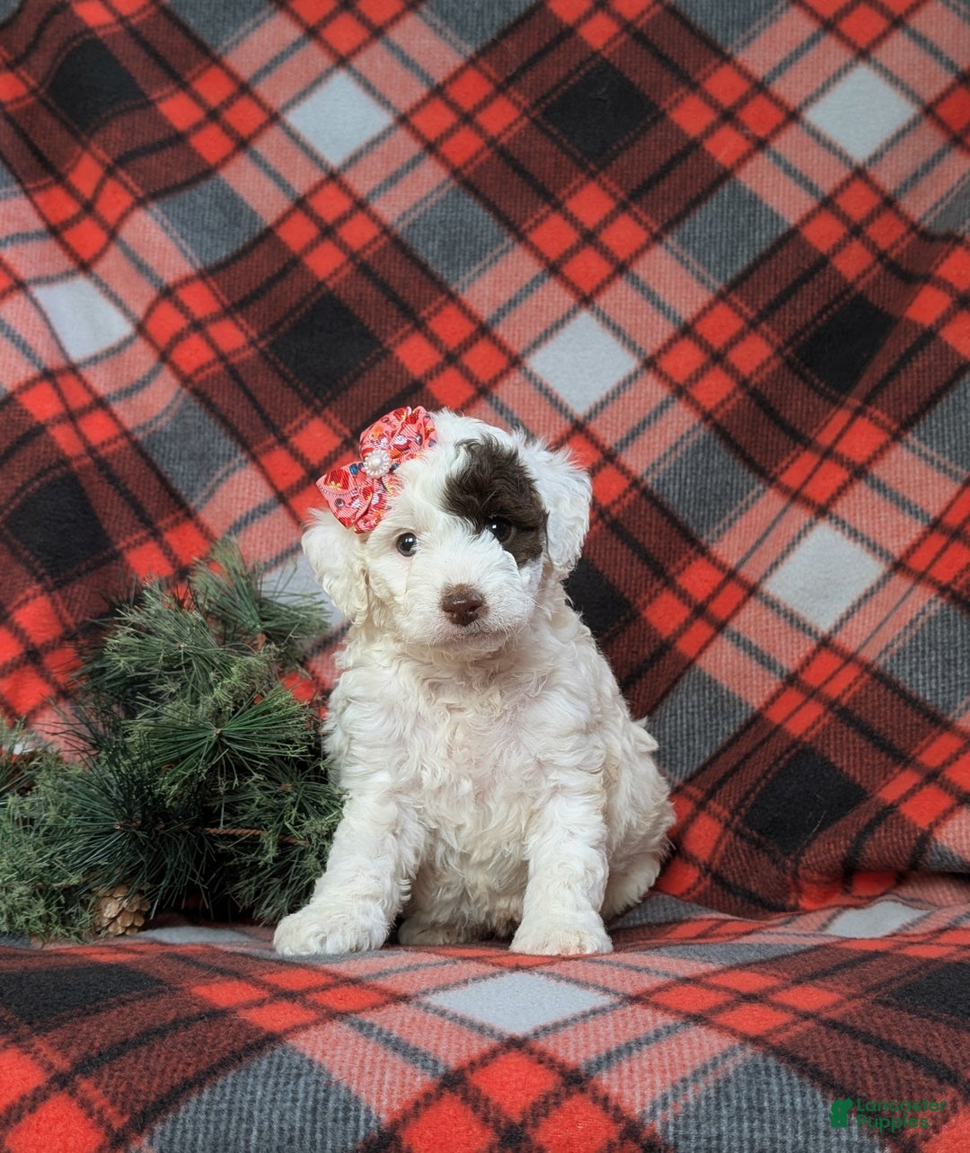 Cockapoo dogs for sale: Brendan Hypoallergenic - Ad 7