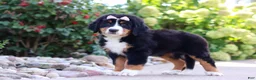 Bernese Mountain Dog dogs for sale: Maggie - Ad 6