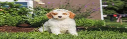 Miniature Poodle dogs for sale: Betty - Ad 8