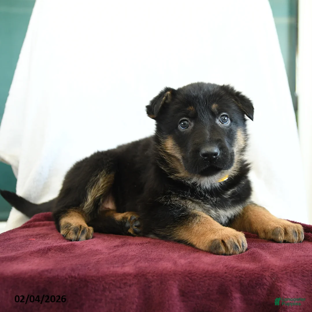 German Shepherd dogs for sale: Apple - Ad 3