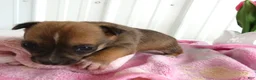 Chihuahua dogs for sale: Chihuahua Puppy 1 Mars - Ad 3