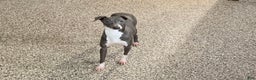 Italian Greyhound dogs for sale: Gordie - Ad 12