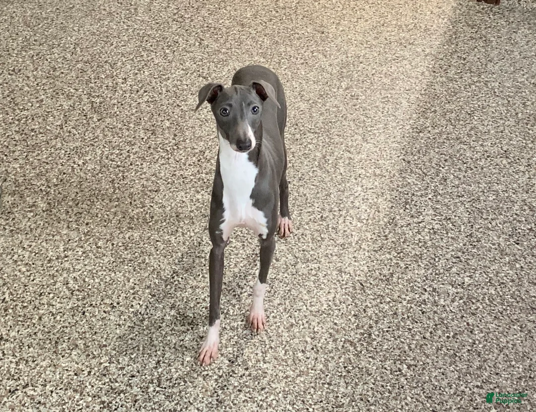 Italian Greyhound dogs for sale: Gordie - Ad 12