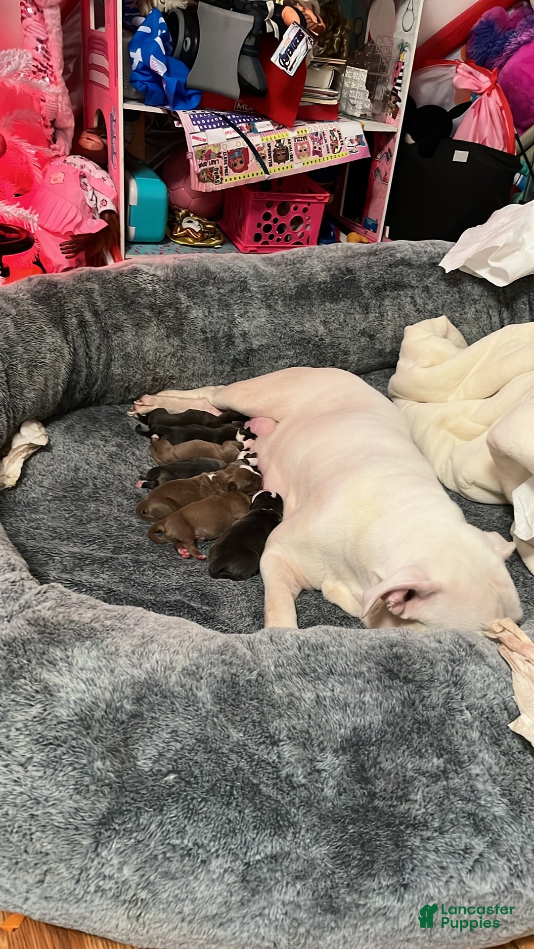 American Bully dogs for sale: American Bully Puppy 1 - Ad 6