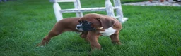 Boxer dogs for sale: Beck - Ad 6