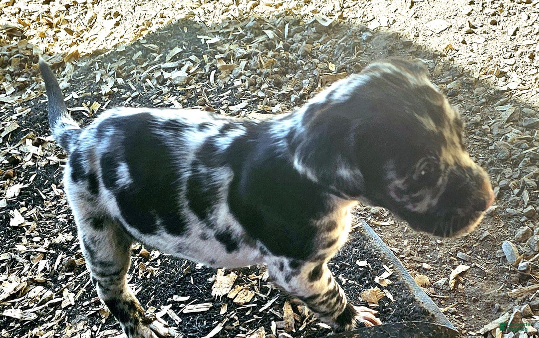 Mixed Breed dogs for sale: Zeus - Ad 4