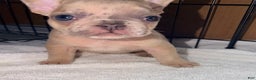 French Bulldog dogs for sale: Mini - Ad 3