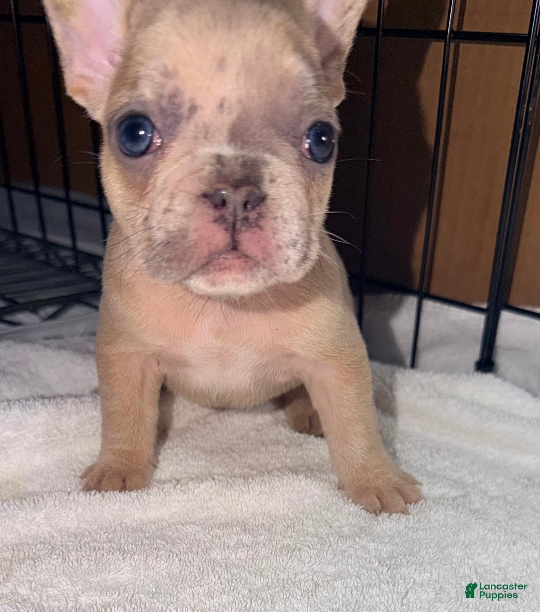 French Bulldog dogs for sale: Mini - Ad 3