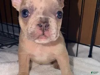 French Bulldog dogs Mini - Ad 35