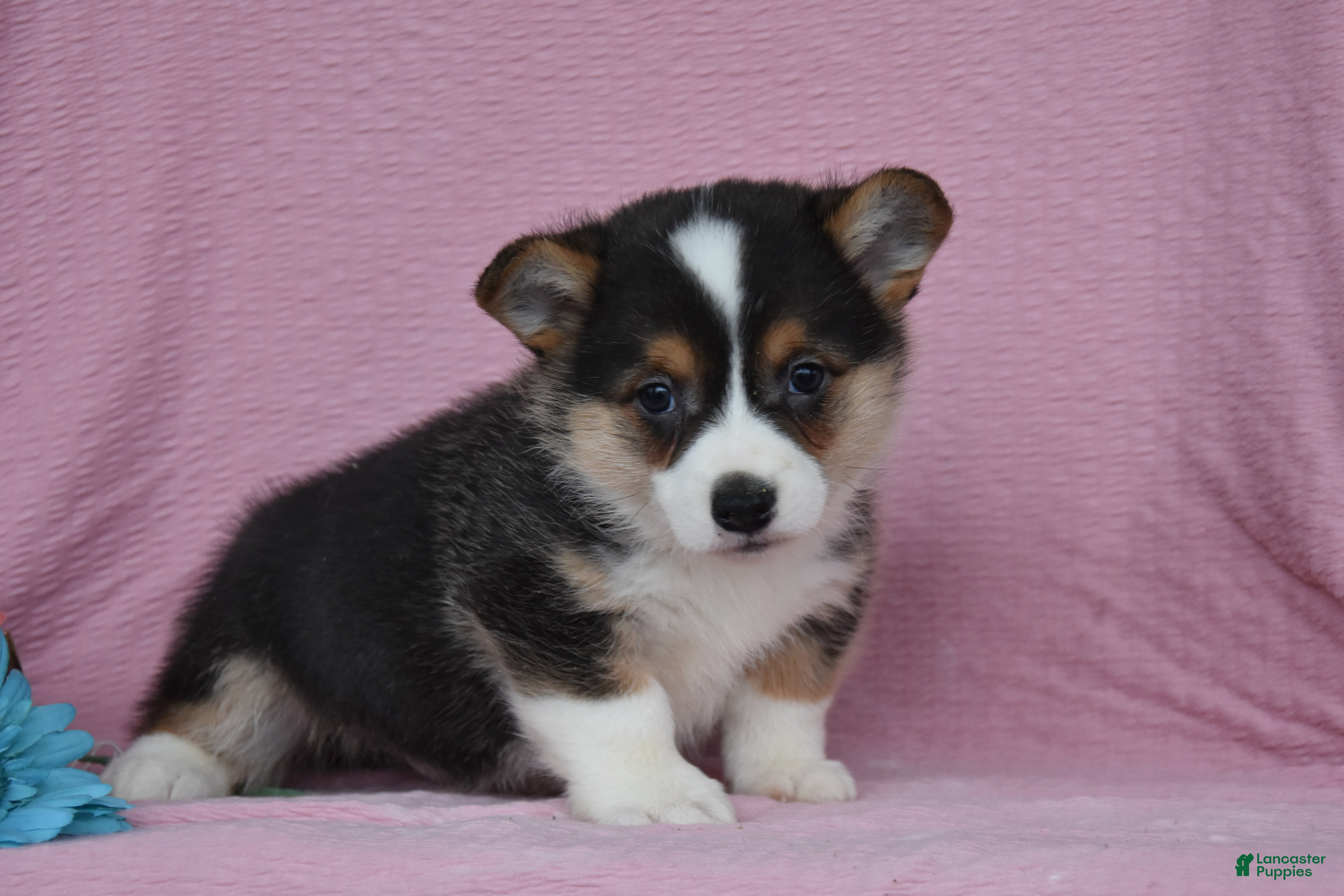 Welsh Corgi Pembroke dogs Ryan - Ad 2