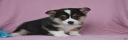 Welsh Corgi Pembroke dogs for sale: Ryan - Ad 2