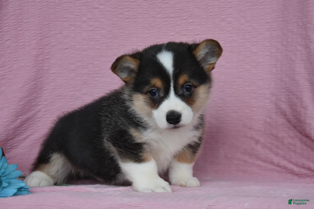 Welsh Corgi Pembroke dogs for sale: Ryan - Ad 2