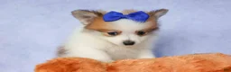 Pomeranian dogs for sale: Evan🐶  - Ad 8
