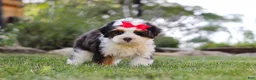 Mini Bernedoodle dogs for sale: Hailey - Ad 6