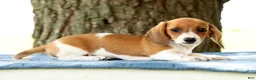 Miniature Dachshund dogs for sale: Hal - Ad 5
