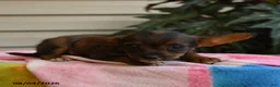 Mixed Breed dogs for sale: Gracie - Ad 4