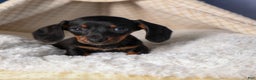 Miniature Dachshund dogs for sale: Cocoa - Ad 5