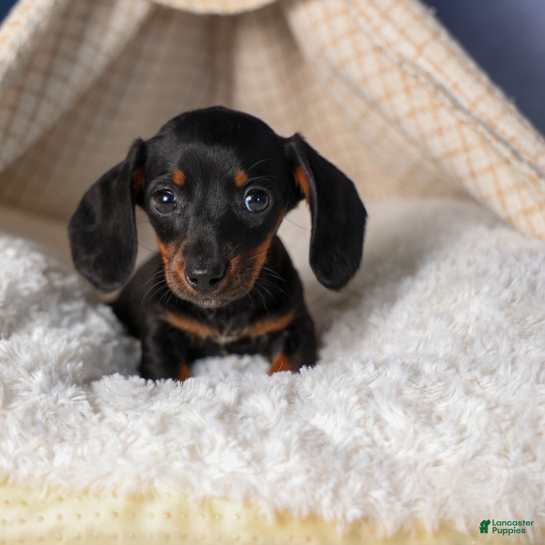 Miniature Dachshund dogs for sale: Cocoa - Ad 5