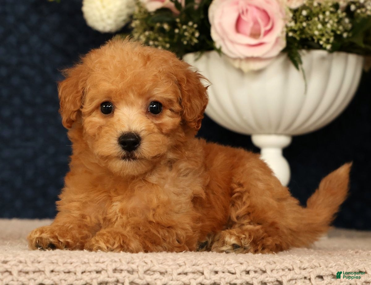 Bichpoo dogs Jasmine - Ad 1