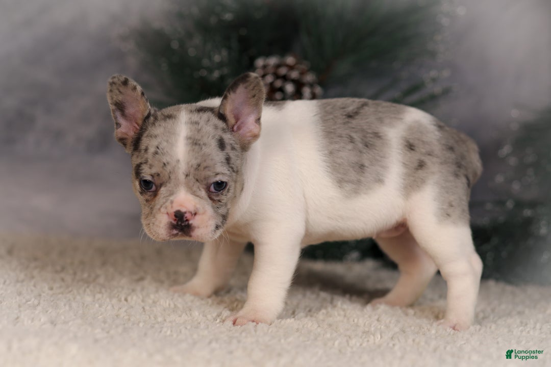 French Bulldog dogs for sale: Alice - Ad 3