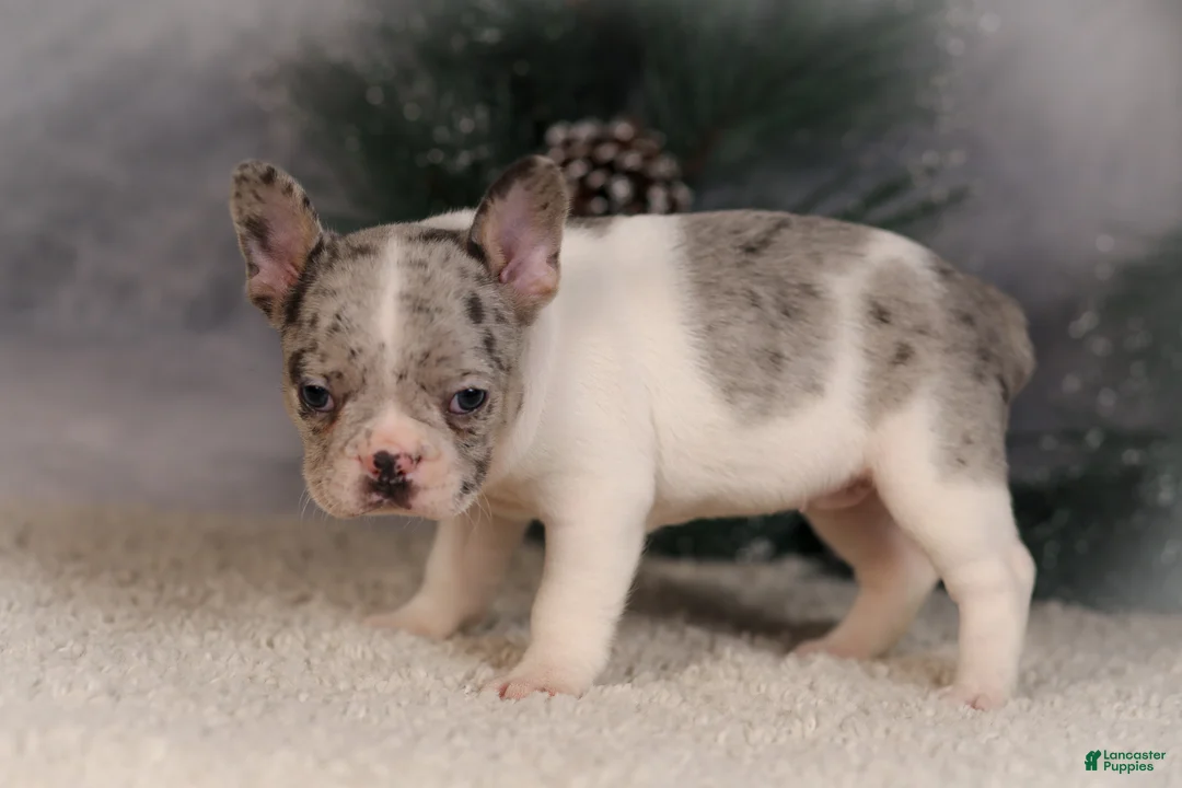 French Bulldog dogs for sale: Alice - Ad 3