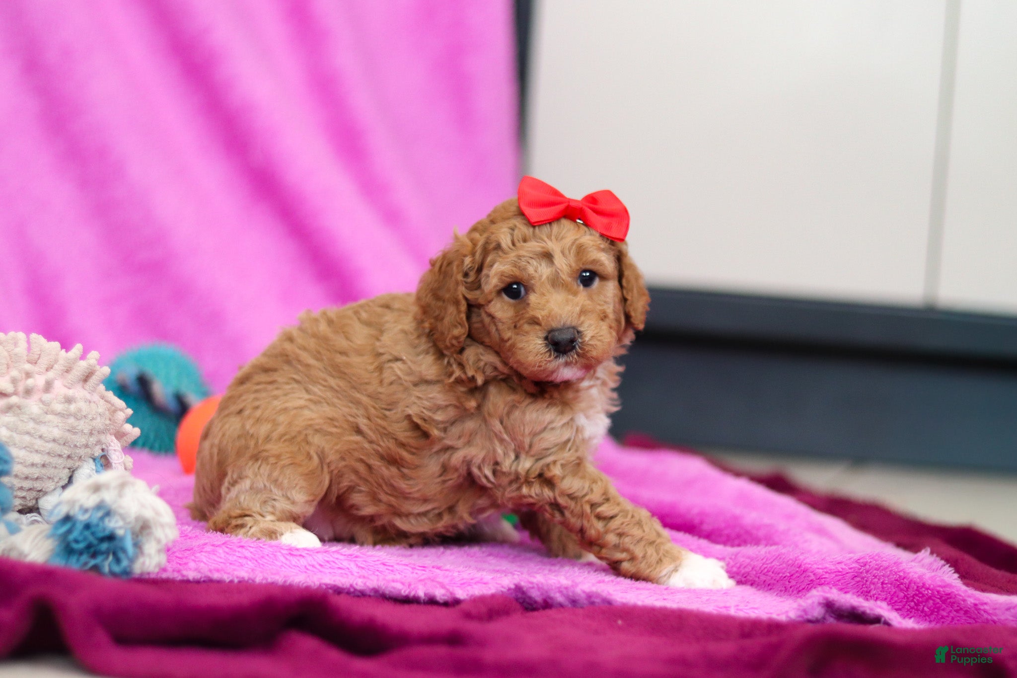 Goldendoodle dogs Flicka - Ad 39