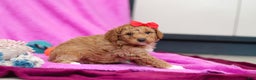 Goldendoodle dogs for sale: Flicka - Ad 1
