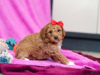 Goldendoodle dogs Flicka - Ad 7