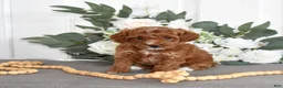 Toy Poodle dogs for sale: Petunia  - Ad 3