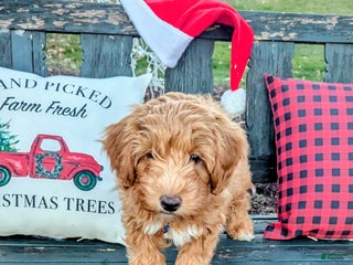 Mini Aussiedoodle dogs Hazel - Ad 29