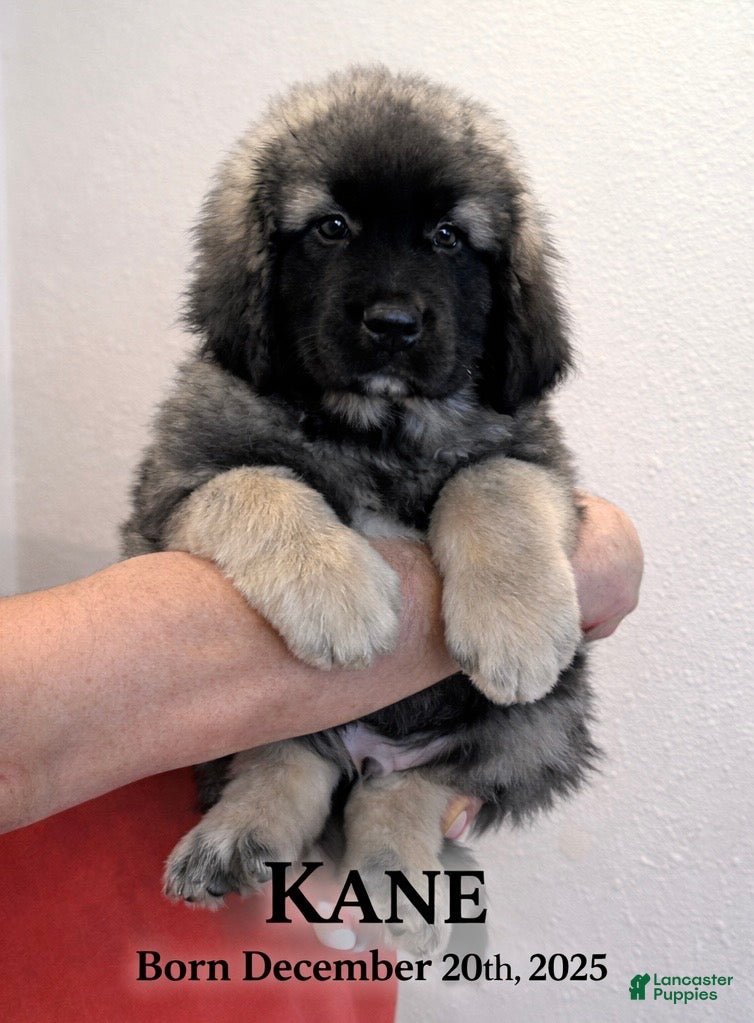 Caucasian Shepherd Dog dogs Kane~ Caucasian Shepherd Dog Puppy 1 - Ad 1