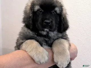 Caucasian Shepherd Dog dogs Kane~ Caucasian Shepherd Dog Puppy 1 - Ad 1