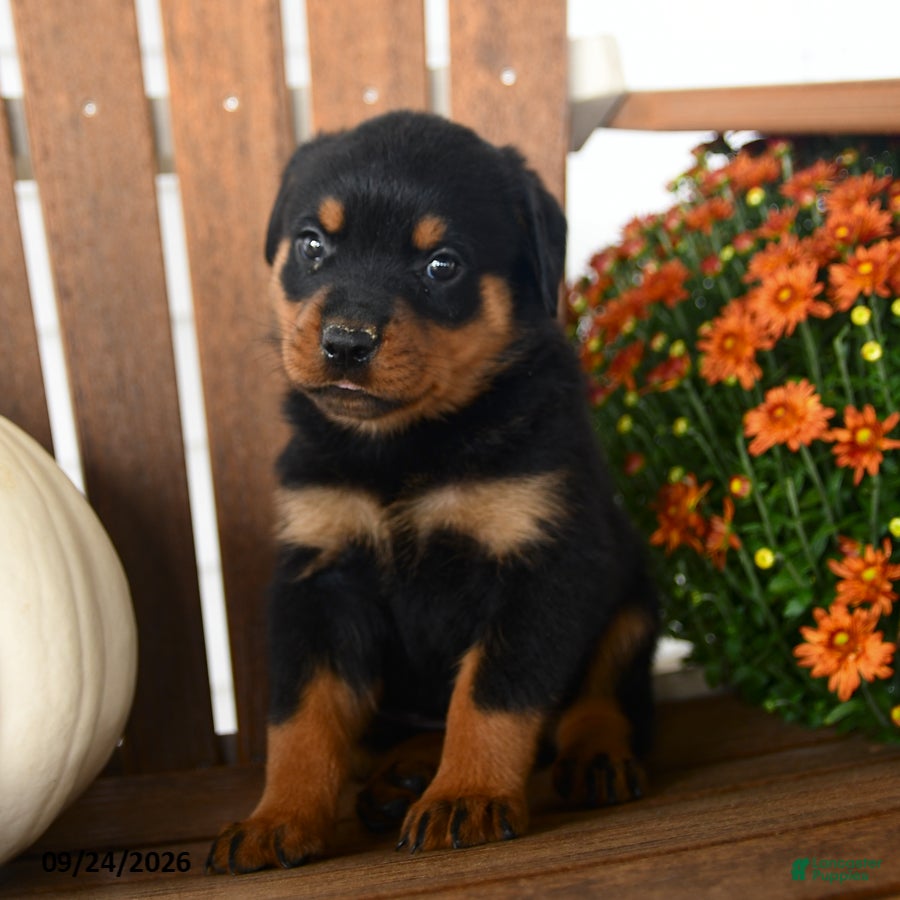 Rottweiler dogs Paisley - Ad 2