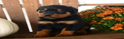 Rottweiler dogs for sale: Paisley - Ad 2