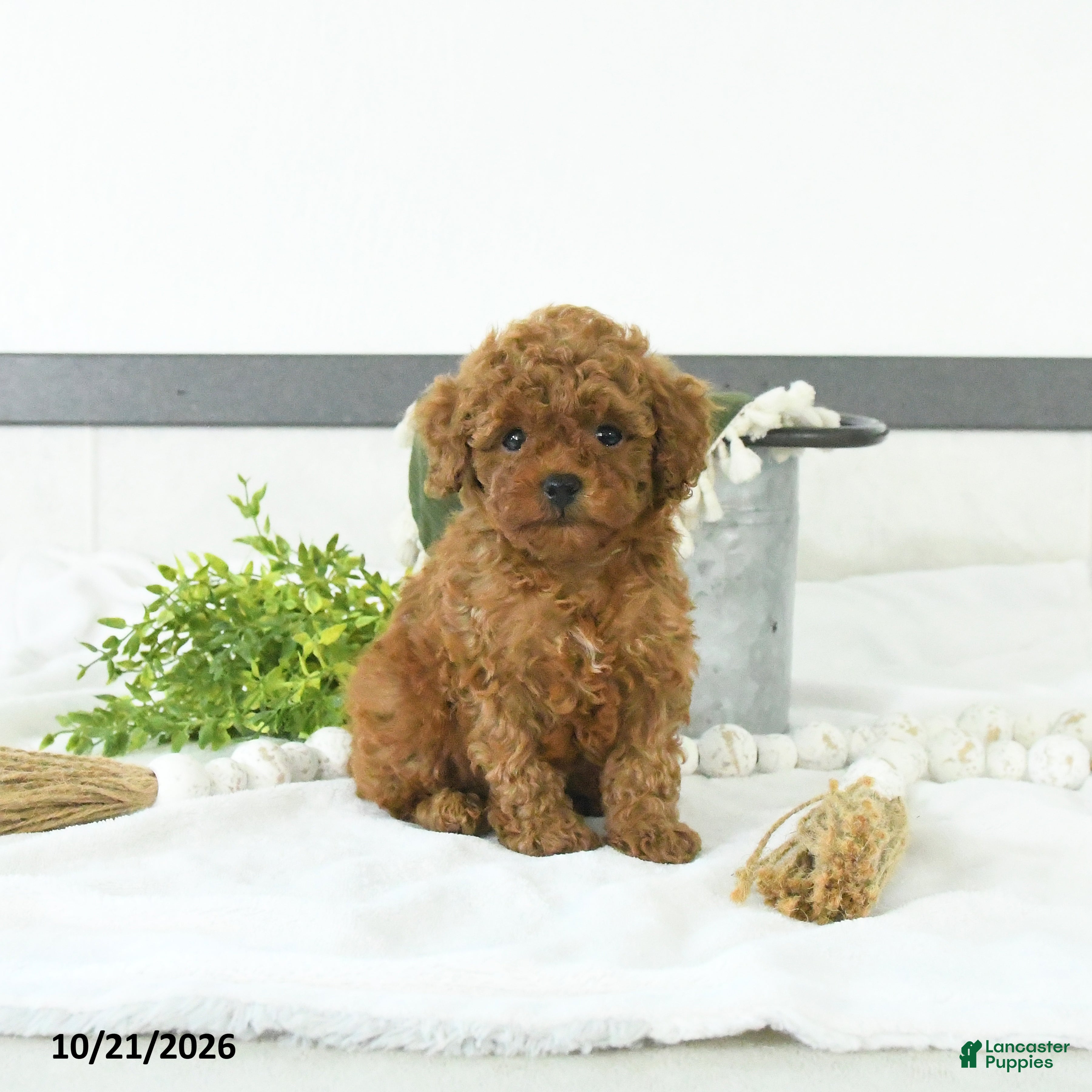 Toy Poodle dogs Cody - Ad 1